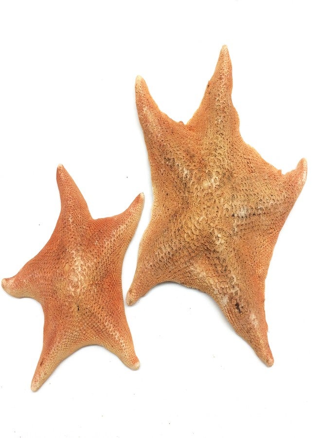 PEPPERLONELY 2 PC Bat Starfish, Brown Sea Star, 4 Inch ~ 6 Inch - Image 1